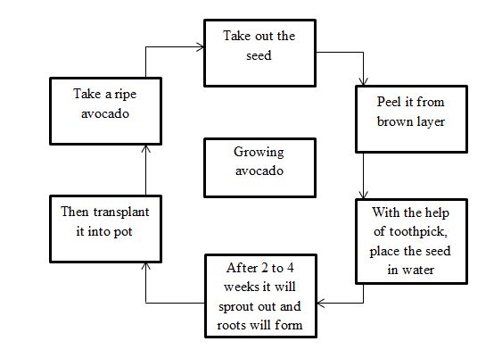 Flow Chart to Grow Avocado Plant