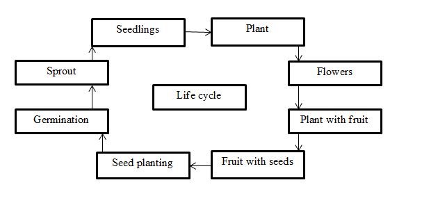 Lifecycle of Bitter Gourd
