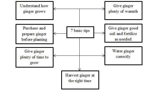  Basic Tips for Growing Ginger