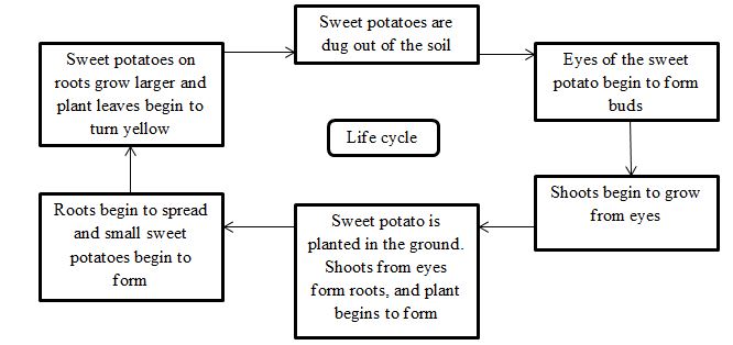 Life Cycle of Sweet Potato