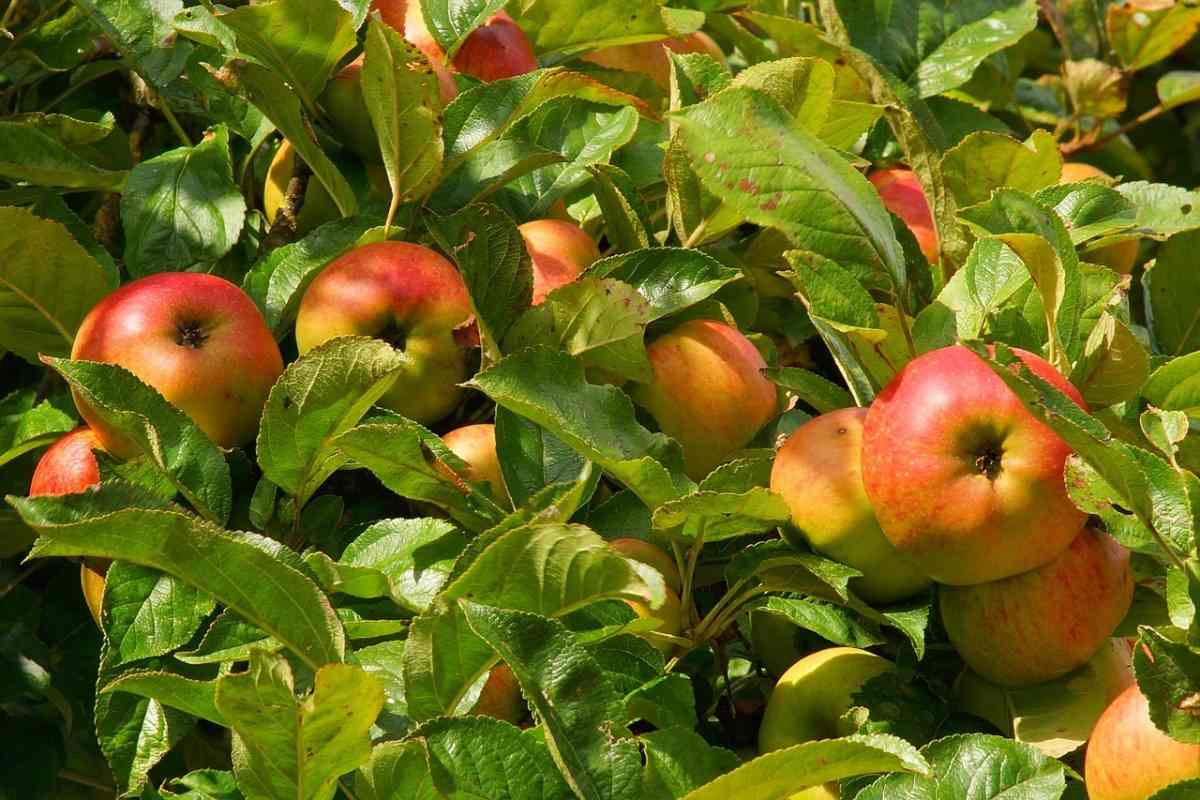 Apple Tree Growing Tips, Techniques, Ideas, and Secrets 