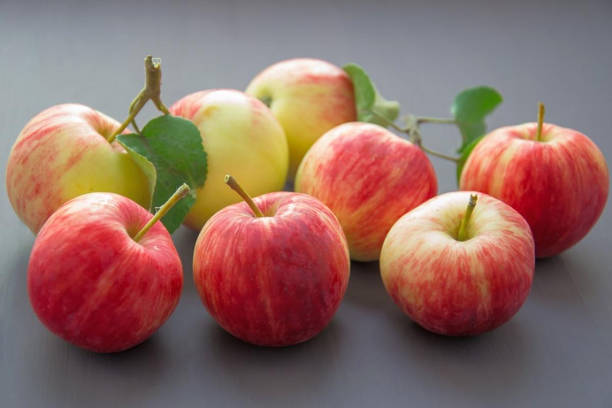 Apple Harvesting Techniques 