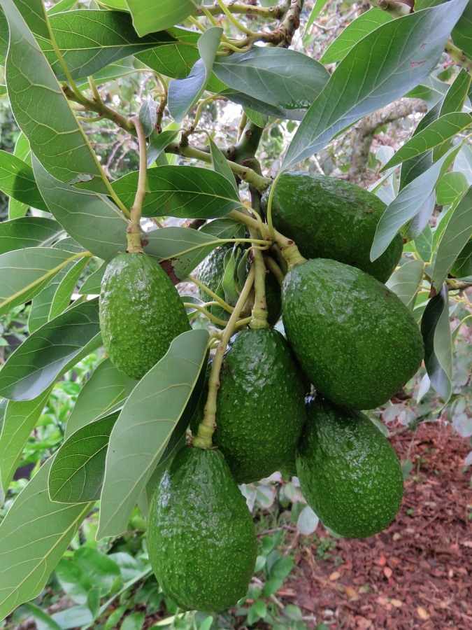 Top Secrets for Growing Avocado