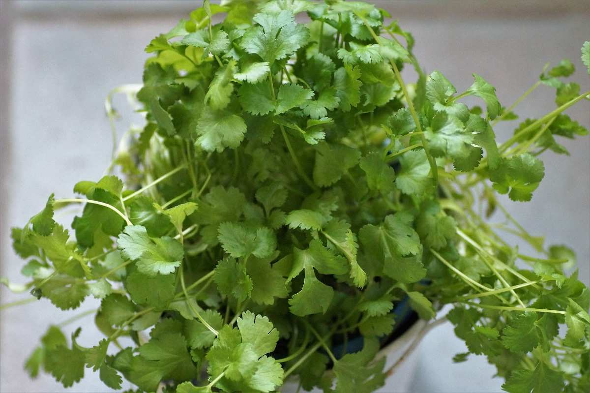 Techniques for Growing Coriander in Pots