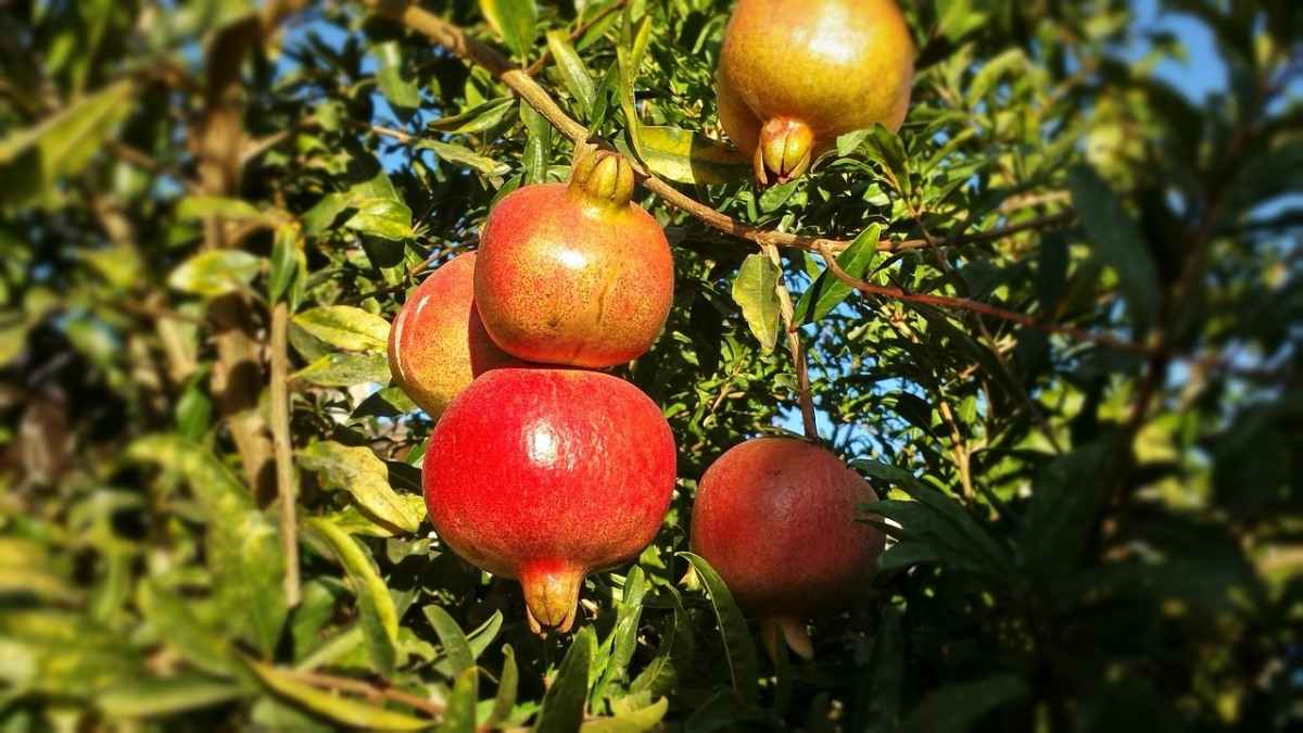 Caring Tips for Pomegranate Plants 