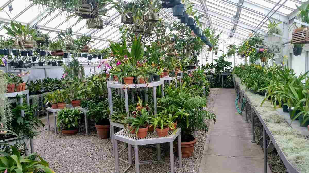 Greenhouse Indoor Plants
