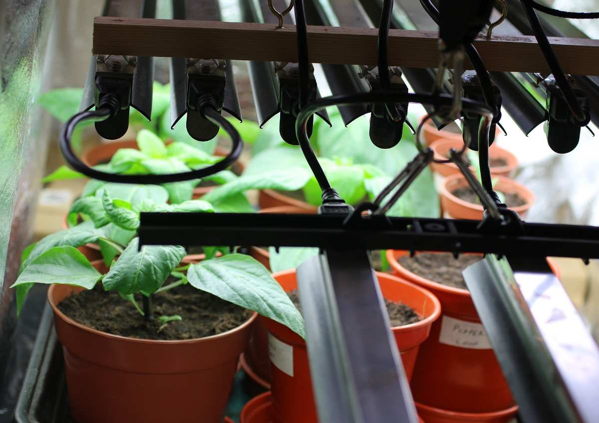 Pepper Seedlings Under Grow Lights.