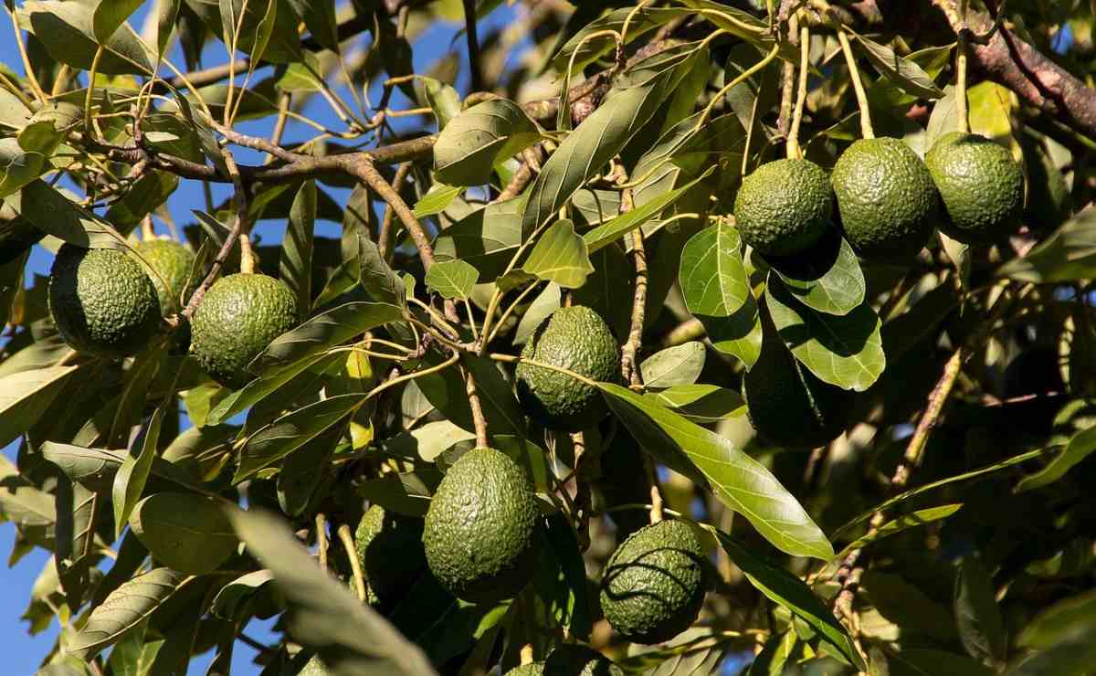 Avocado Growing Tips, Ideas, Secrets, and Techniques