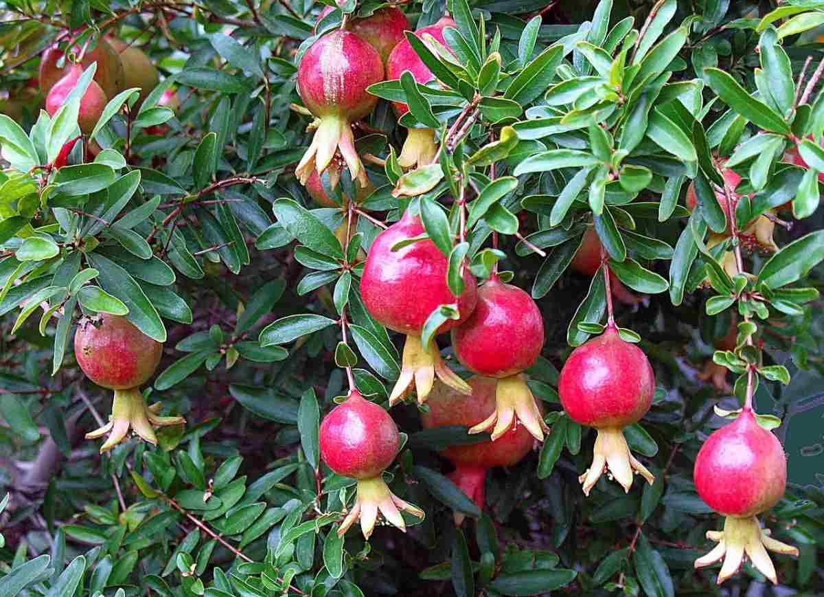 Pomegranate Growing Tips, Ideas, Techniques, Secrets | Gardening Tips