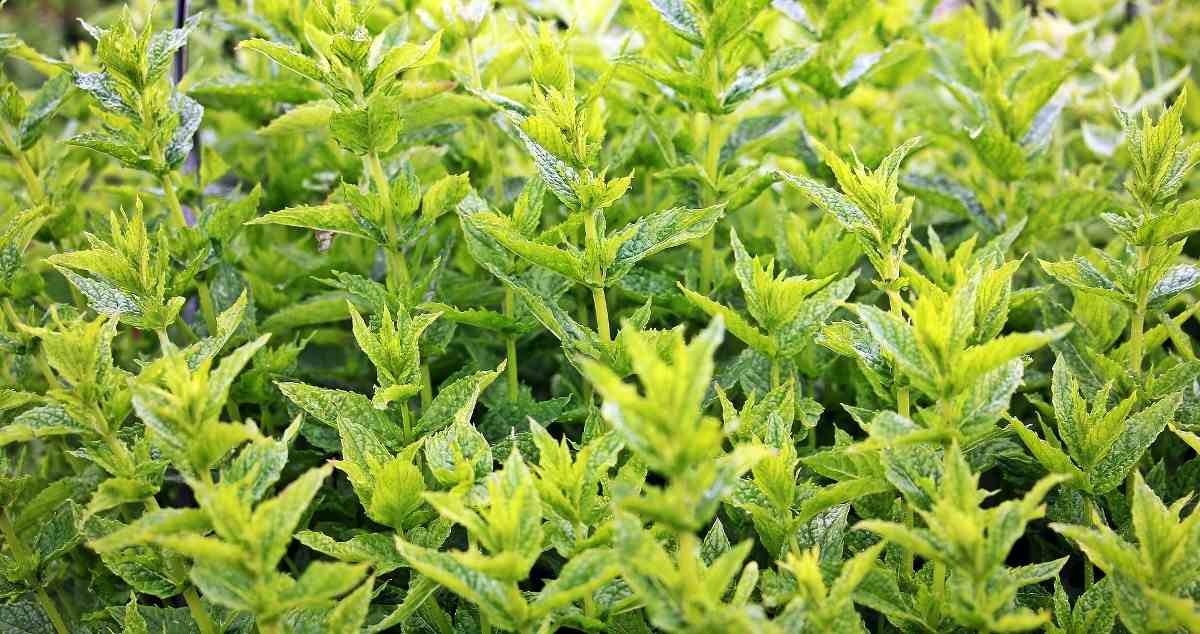 The Do’s & Don’ts of Growing Mint