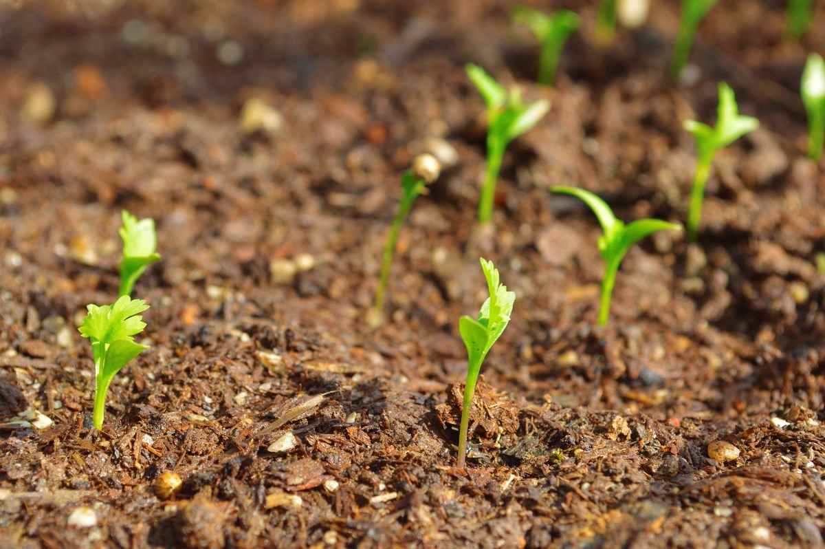 Top Secrets to Grow Coriander