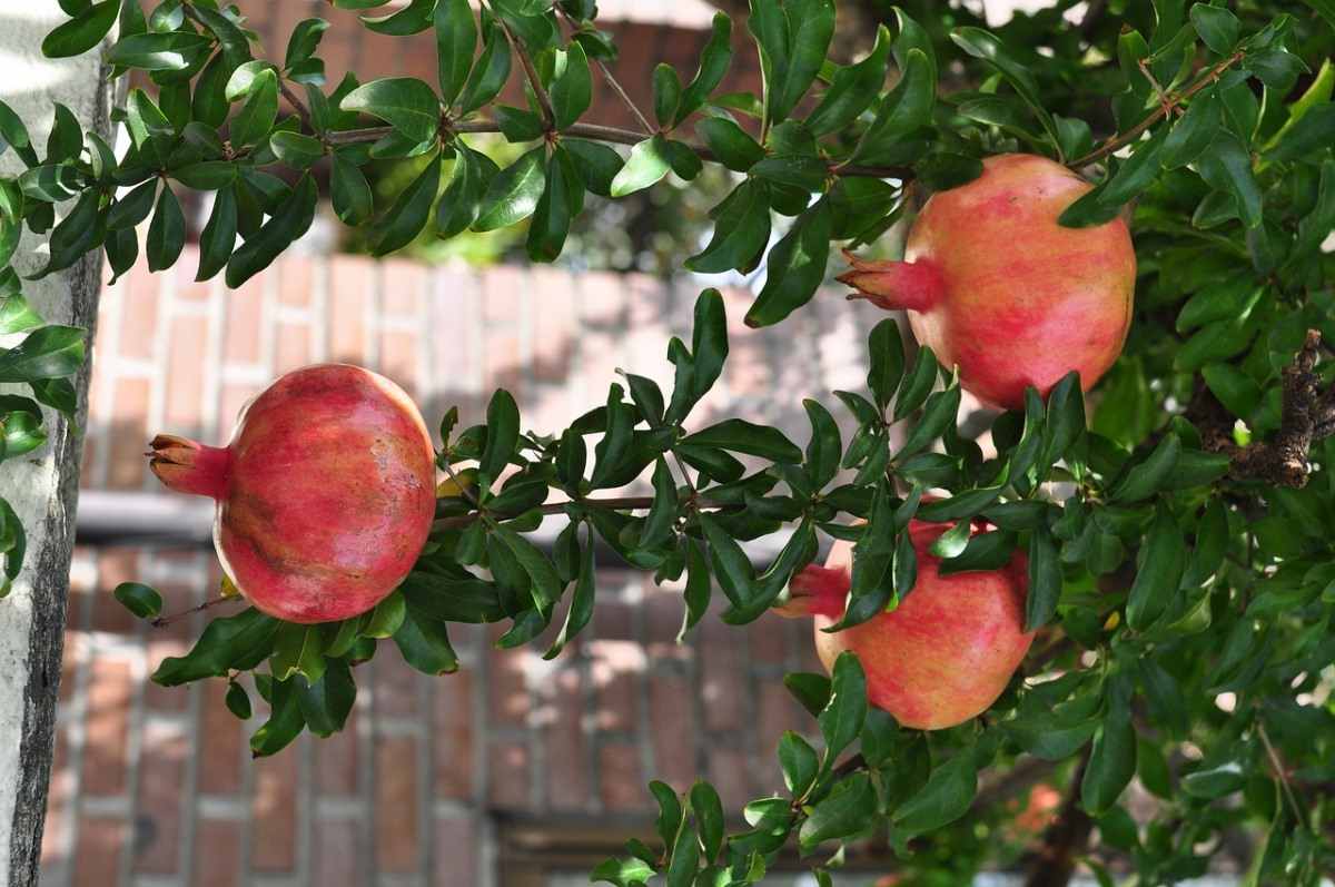 Pomegranate Growing Tips