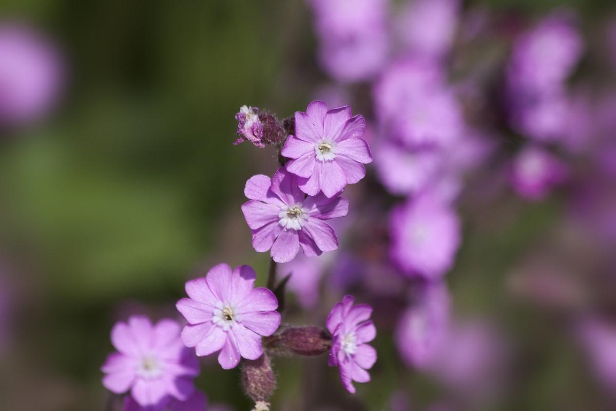 Questions about Growing Red Campion