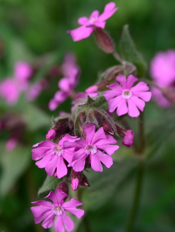 Planting Guide for Growing Red Campion