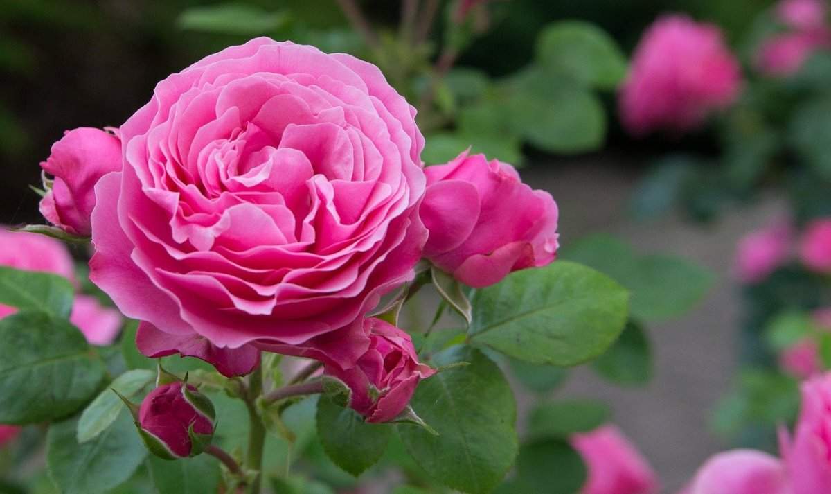 Top Secrets for Growing a Rose Plant
