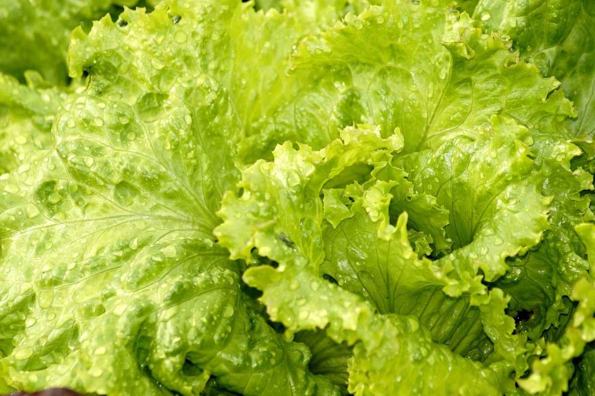 Salad Green Lettuce