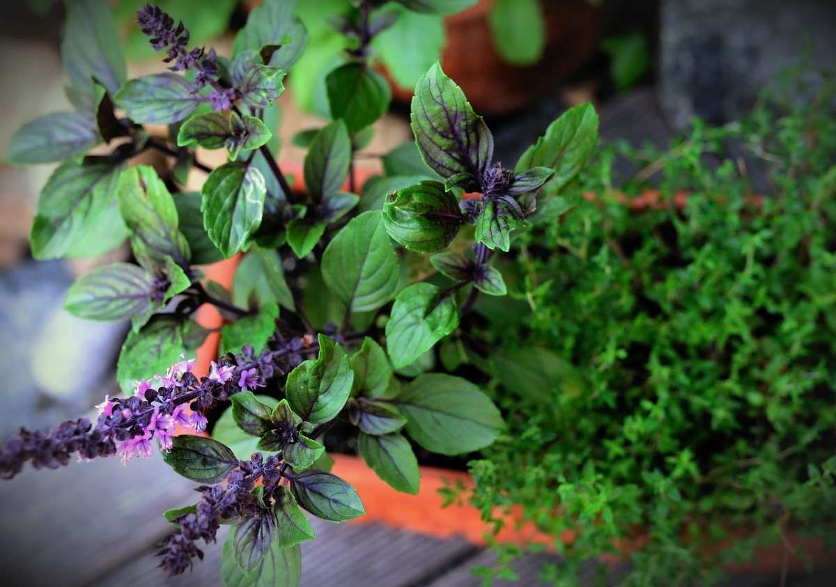 Basil Plant in the Balcony 