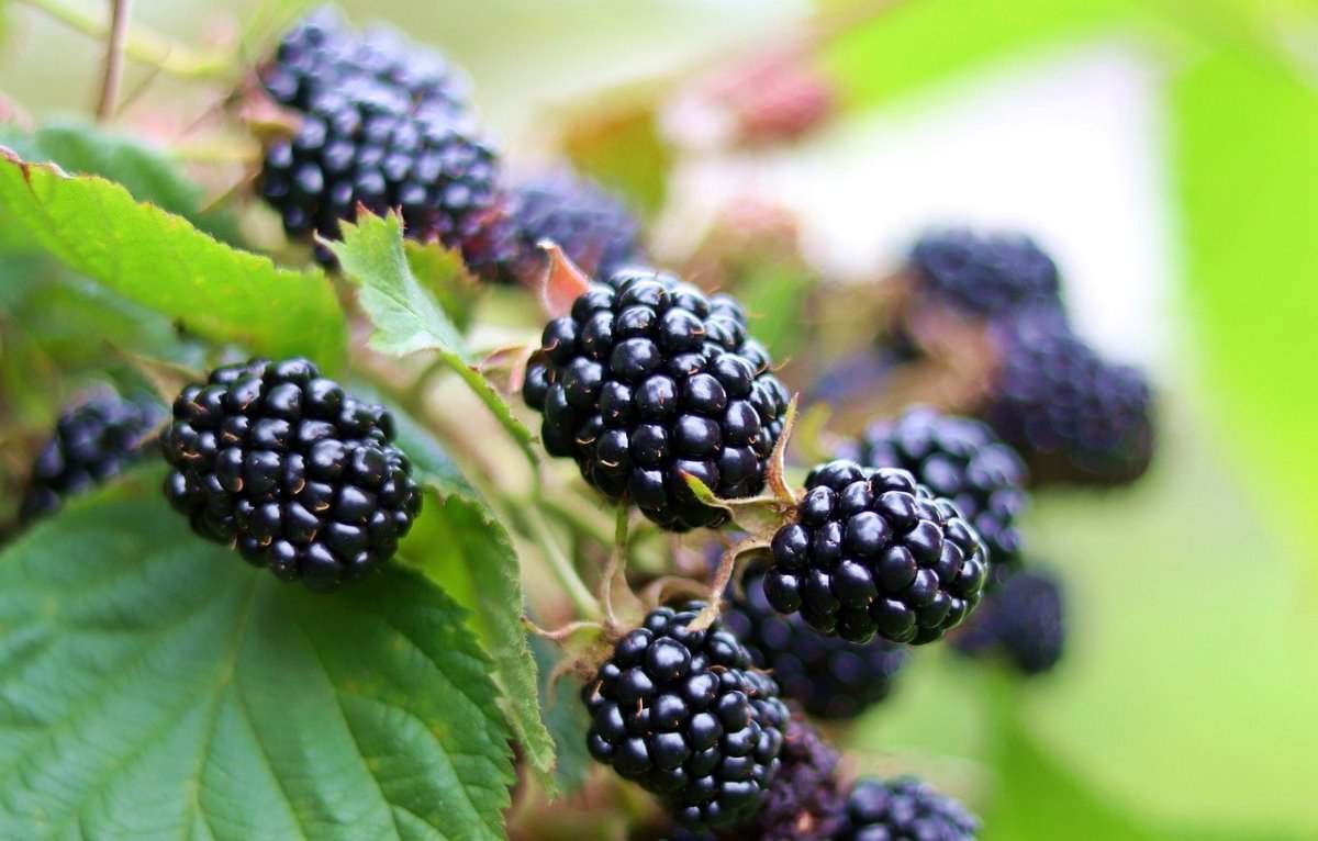 Secrets for Growing Blackberries