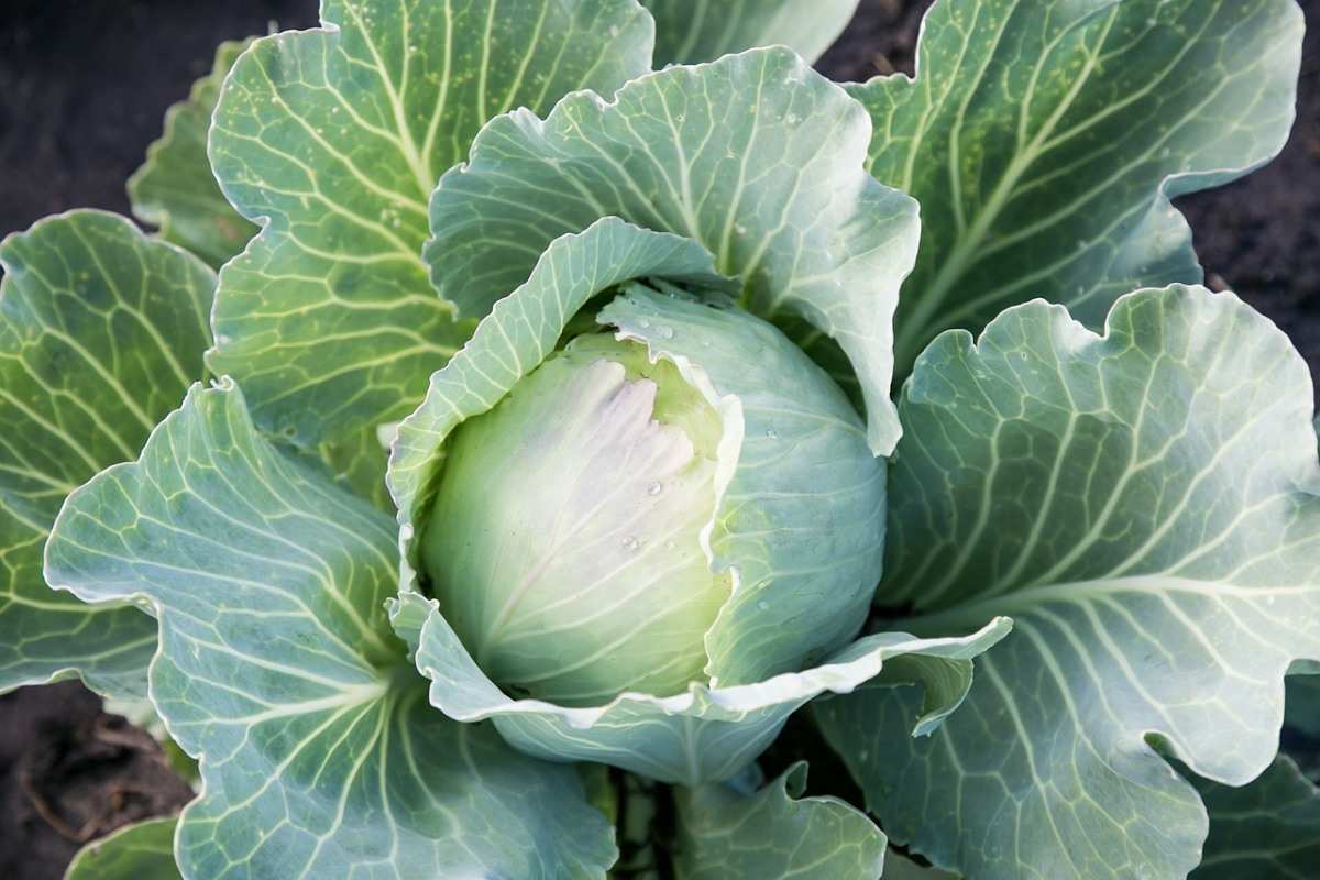 Growing Cabbage in Texas