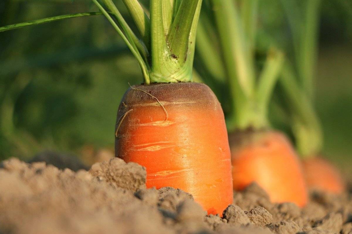 Growing Carrots in California
