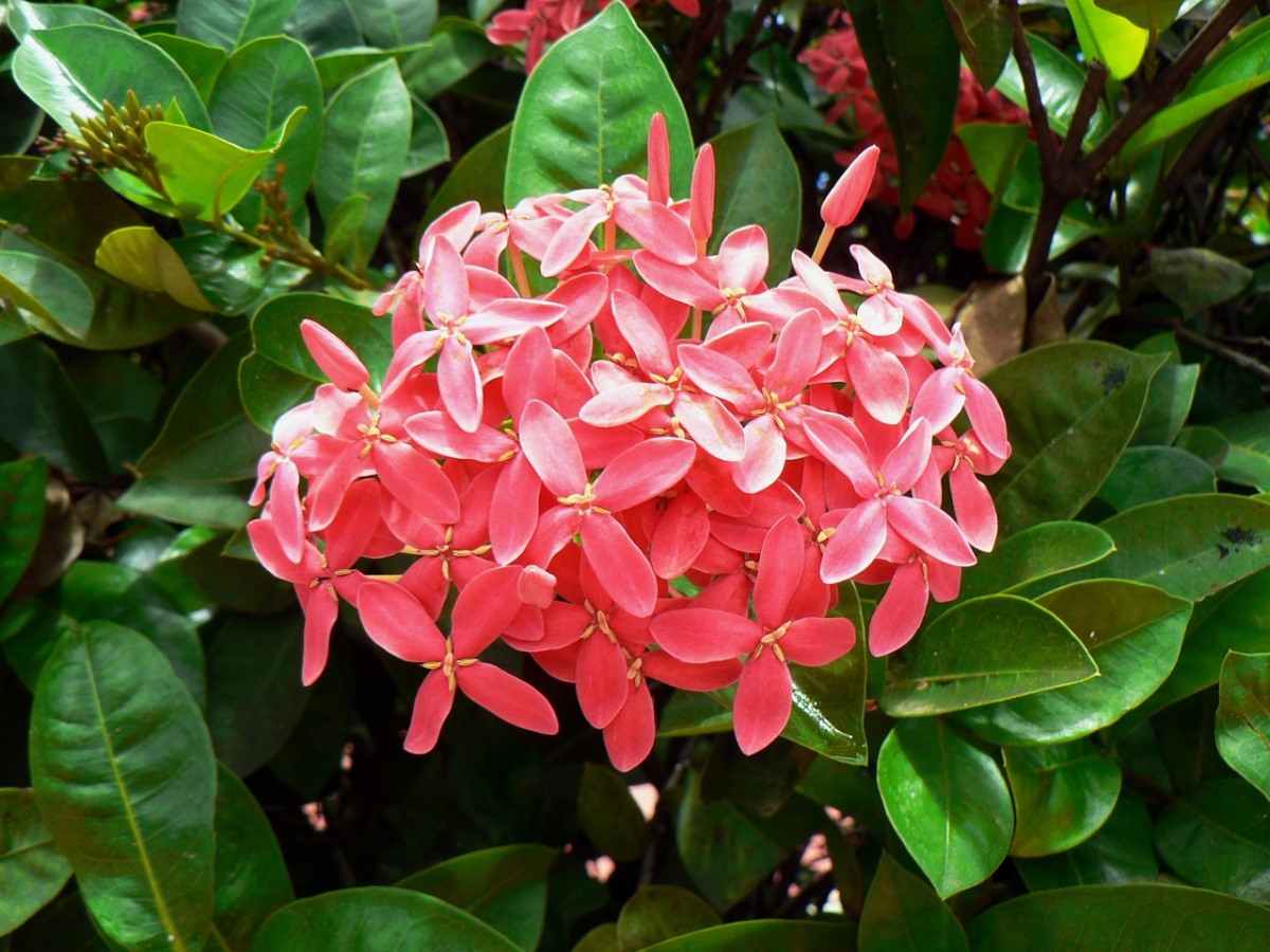 Questions about Growing Ixora