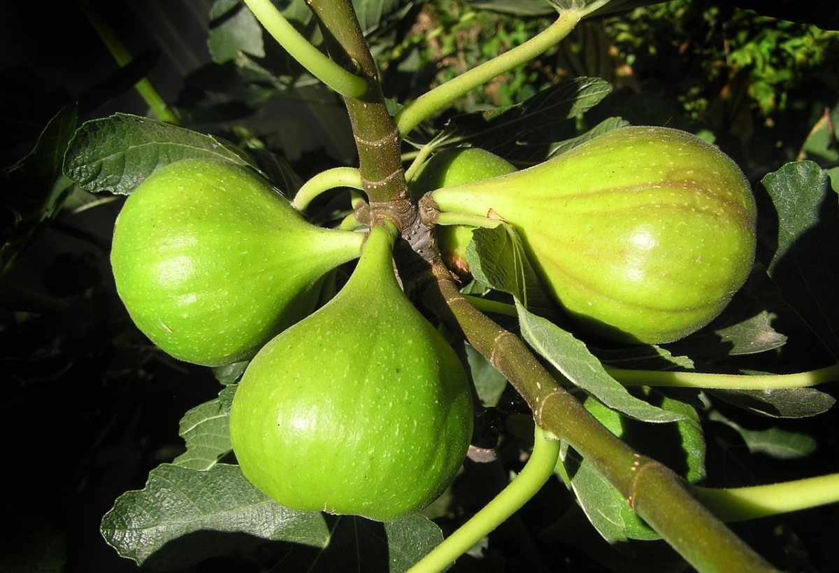 Fig Growing Tips, Techniques, Ideas, and Secrets