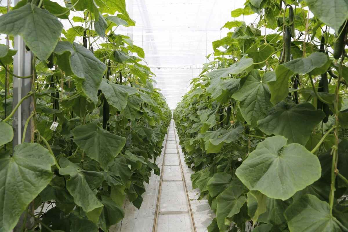 Greenhouse Cucumber/Gherkins