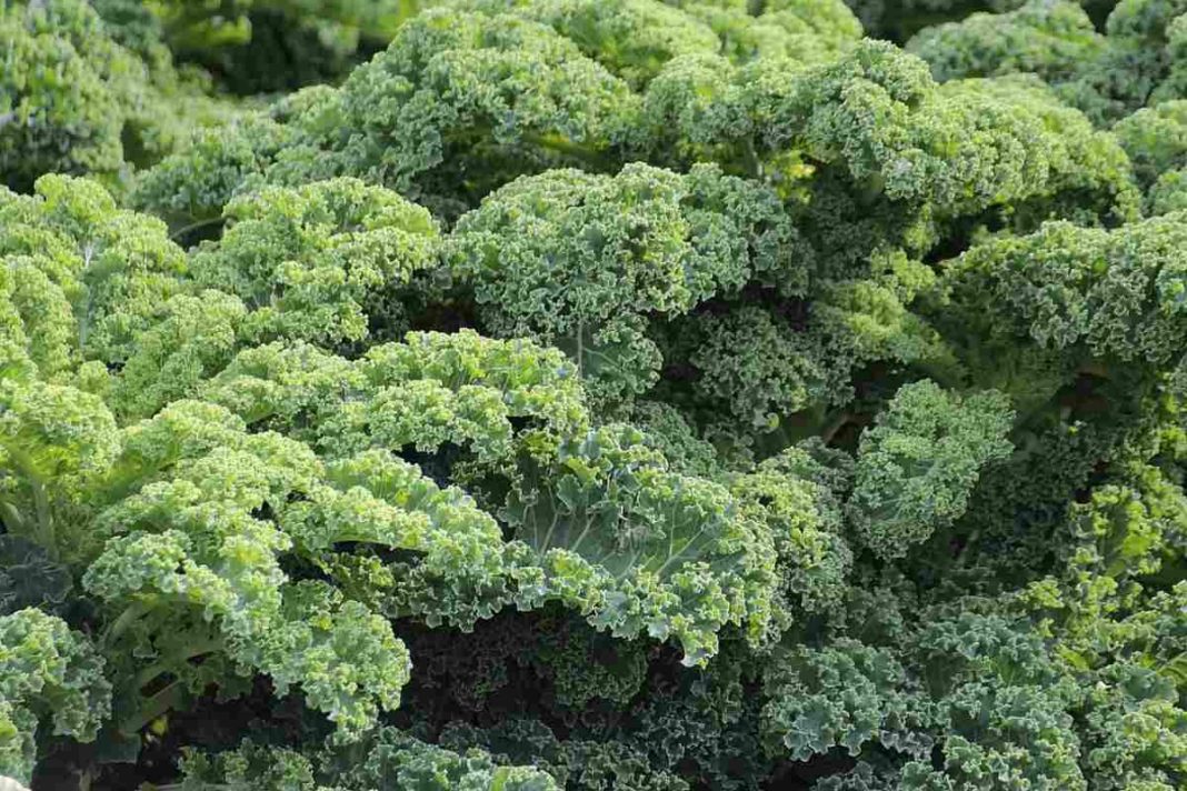 growing-vegetables-in-new-zealand-calendar-gardening-tips