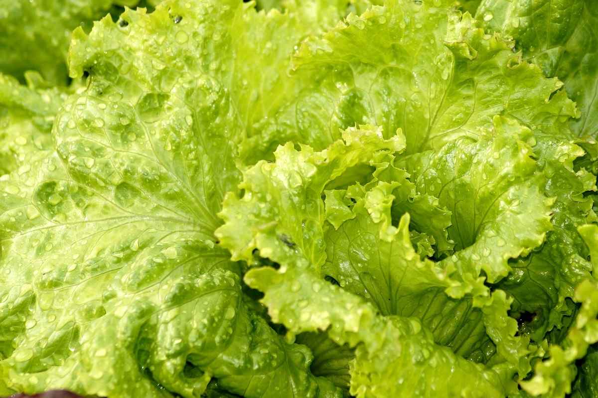 Salad Lettuce