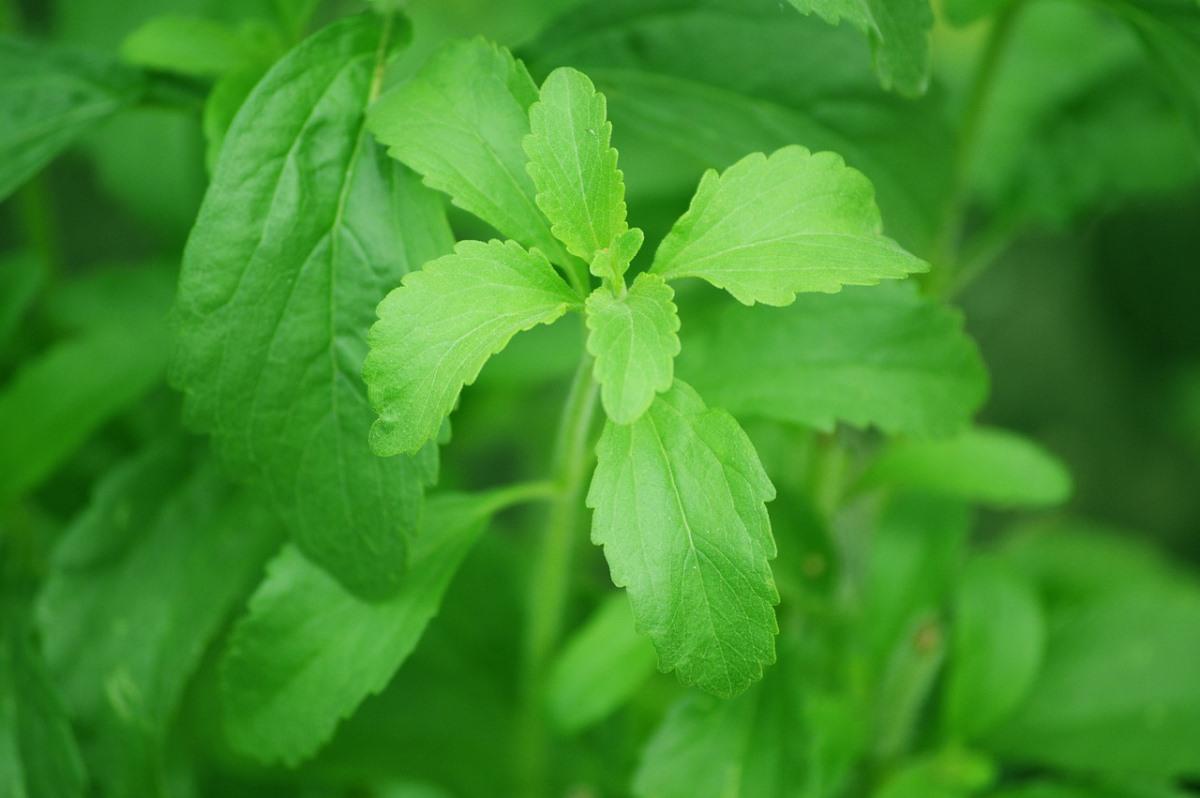 Secrets for Growing Stevia Plant