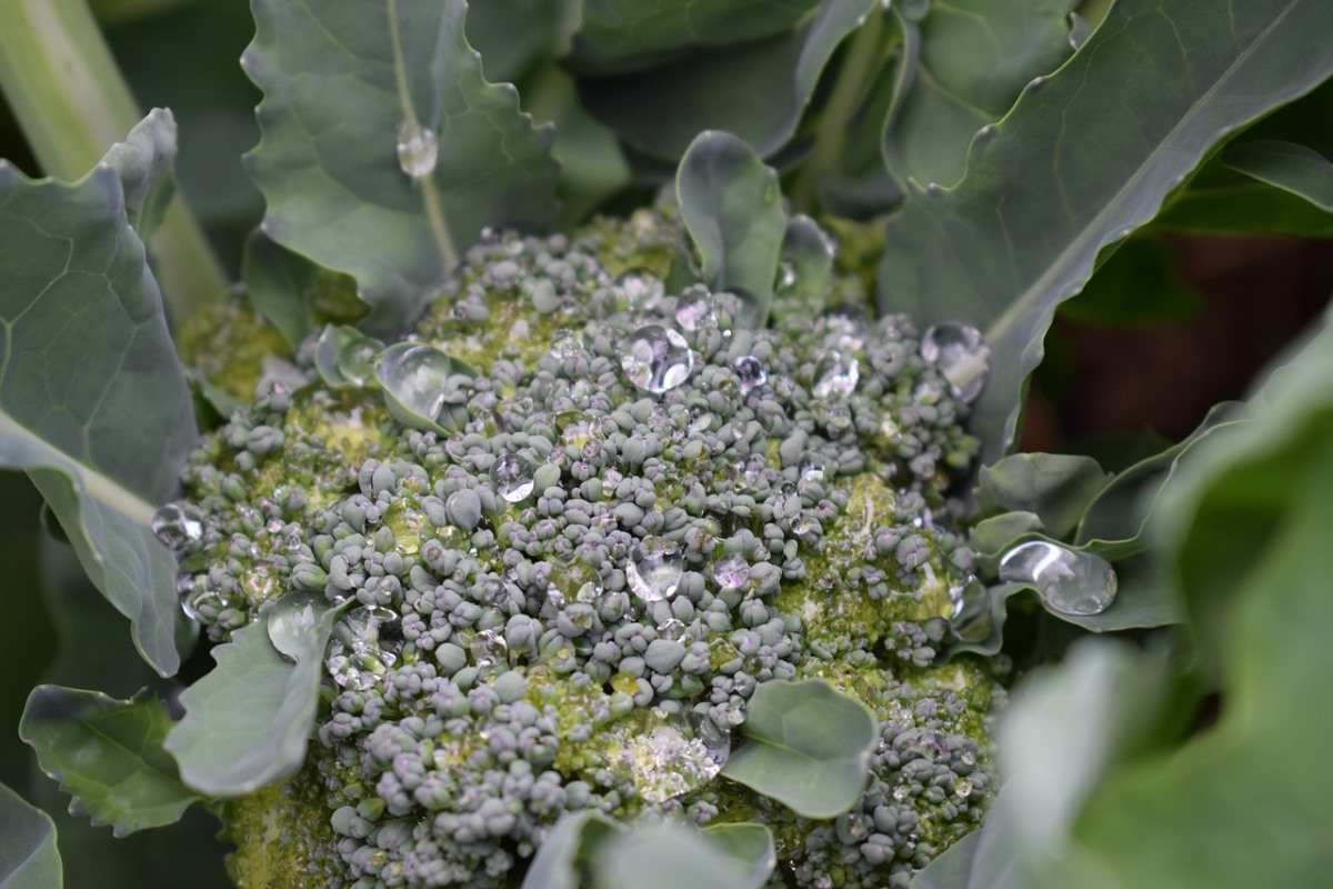 Best Soil for Growing Broccoli.