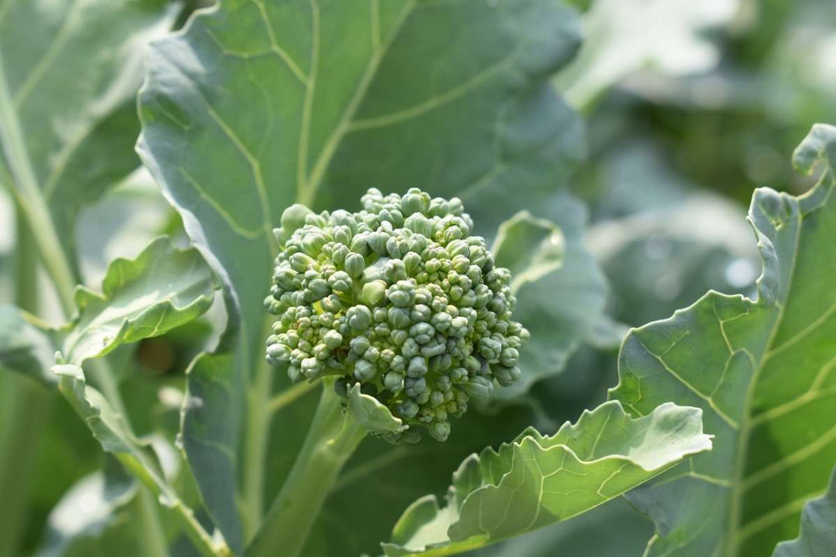 Broccoli Planting Questions