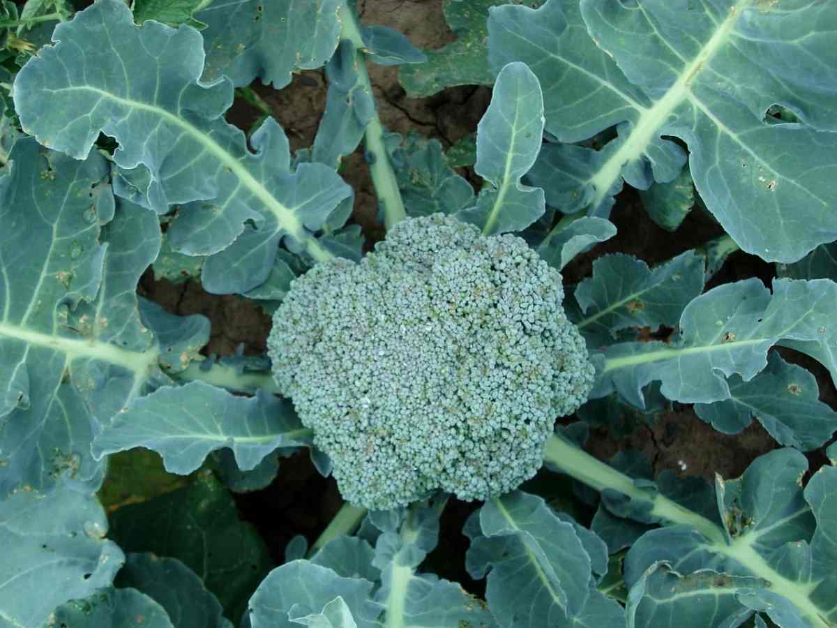 Growing Broccoli in Australia