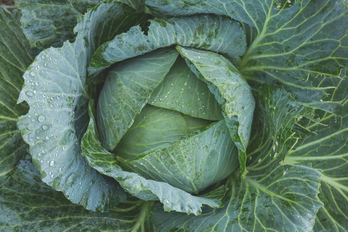 Growing Cabbage Questions