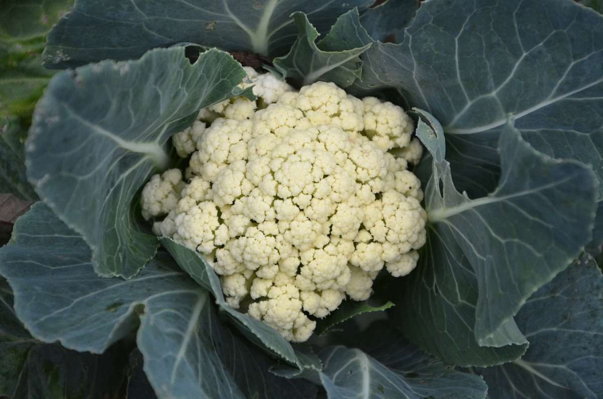 Growing Cauliflower in Bahrain