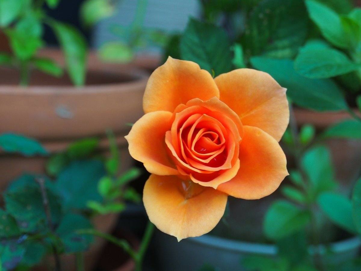 Growing Rose in a pot 