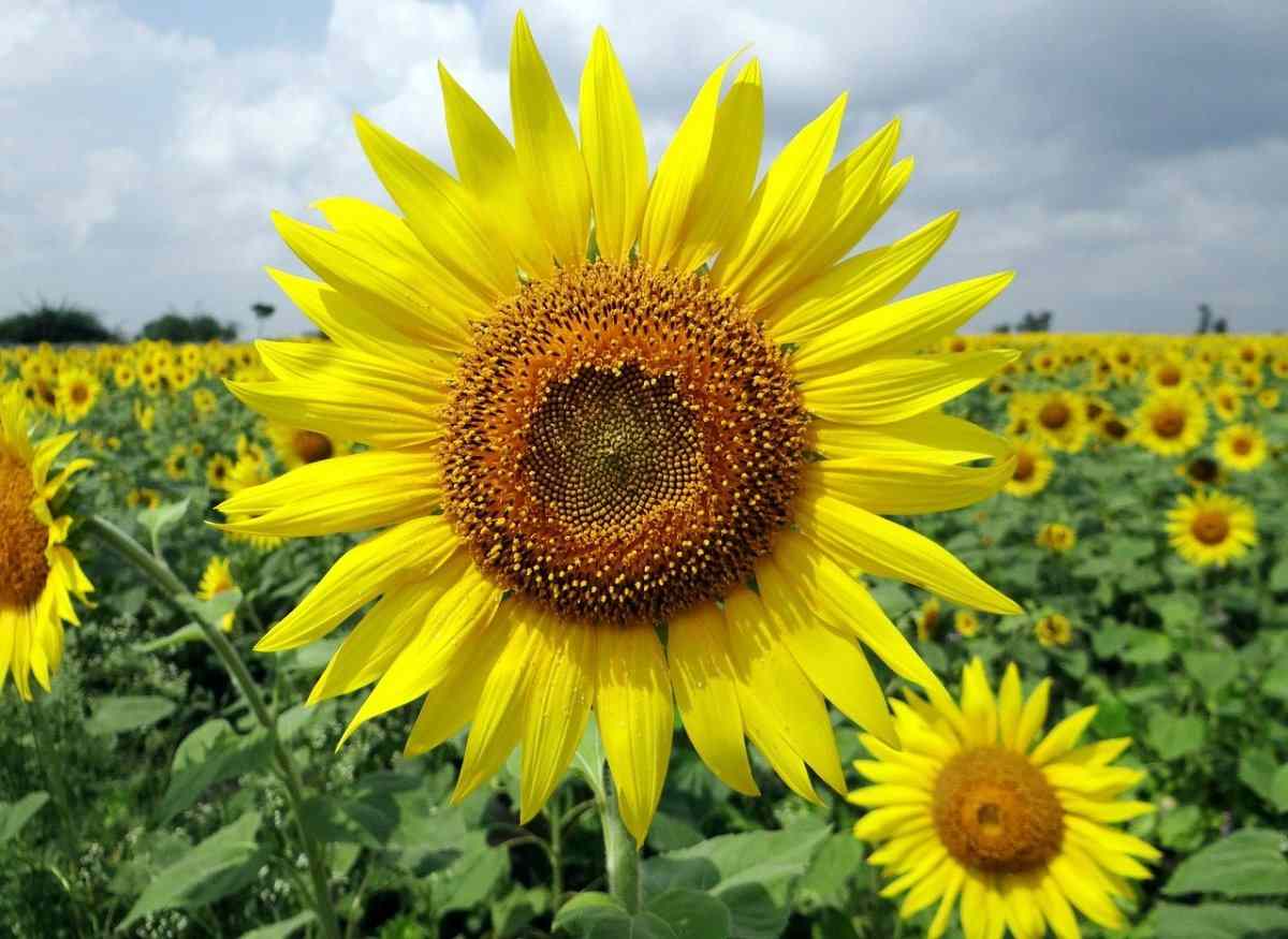Growing Sunflowers in Arizona