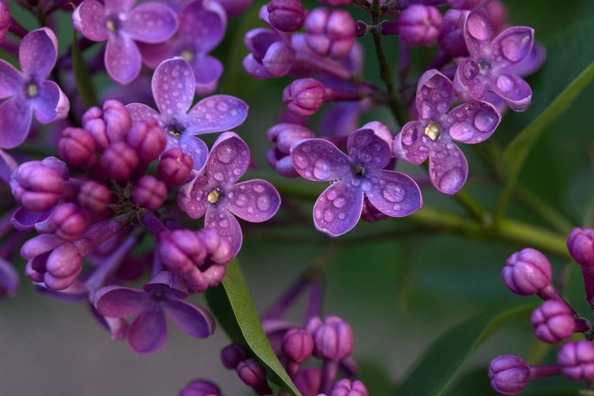 Growing Lilacs in California
