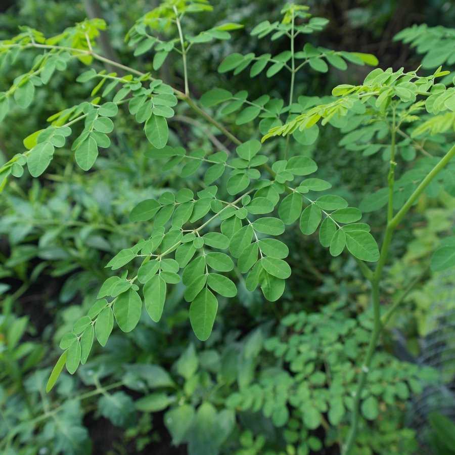 Moringa Plant Overview