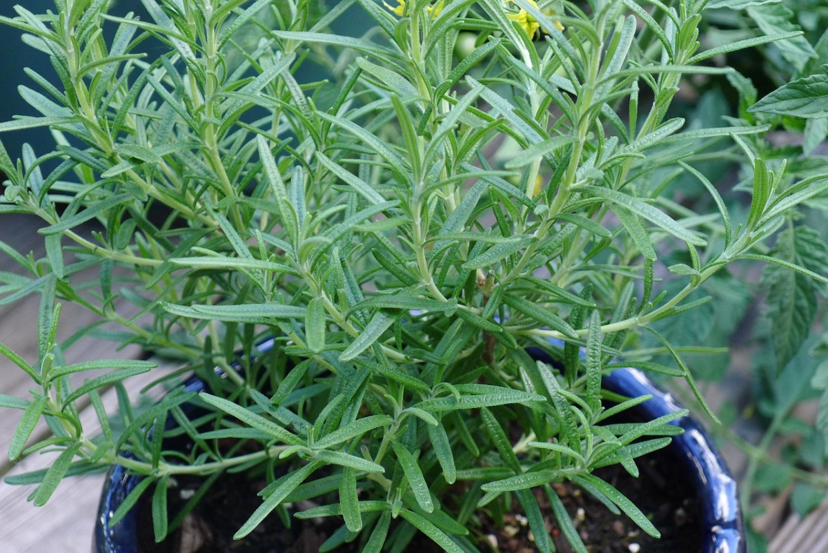Growing Rosemary in the Pot (pic credit: pixabay)