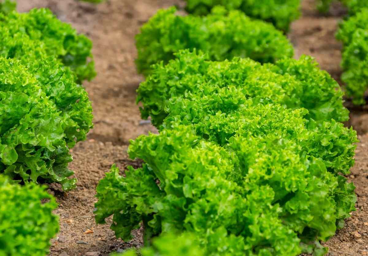 Tips for Growing Lettuce