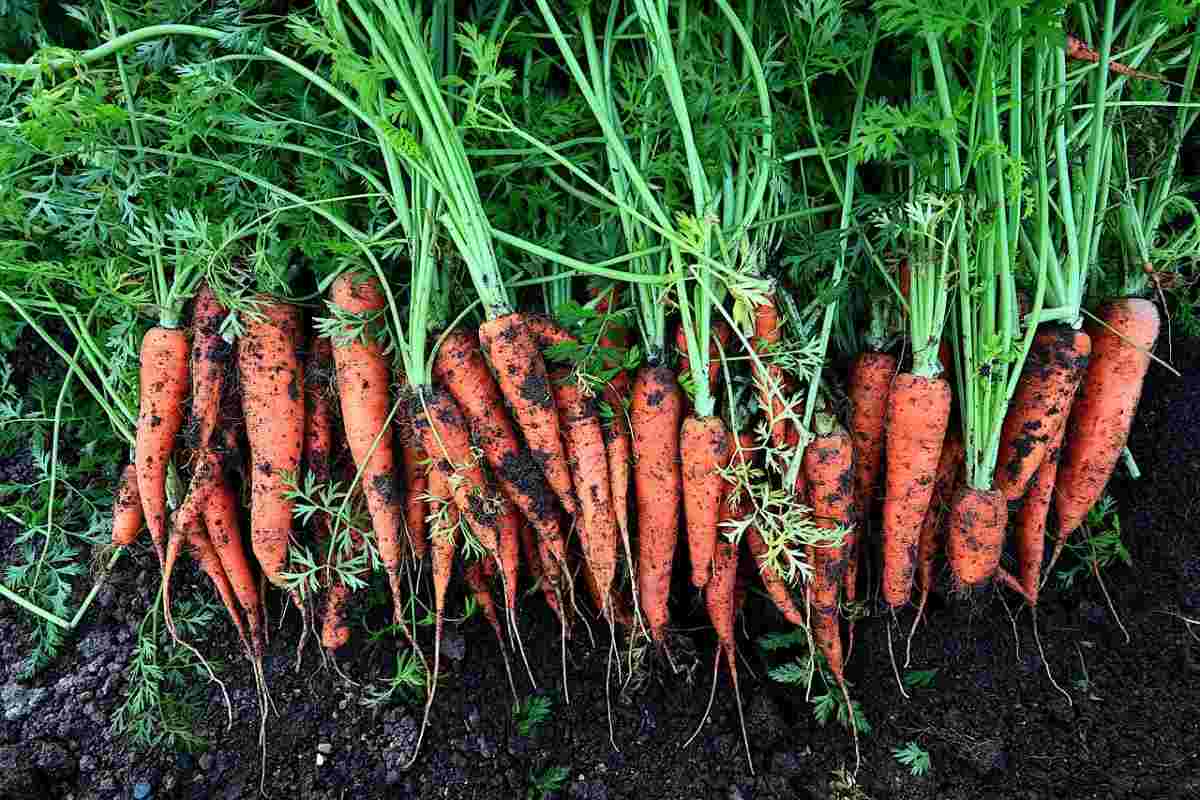 Growing Carrots in Bahrain