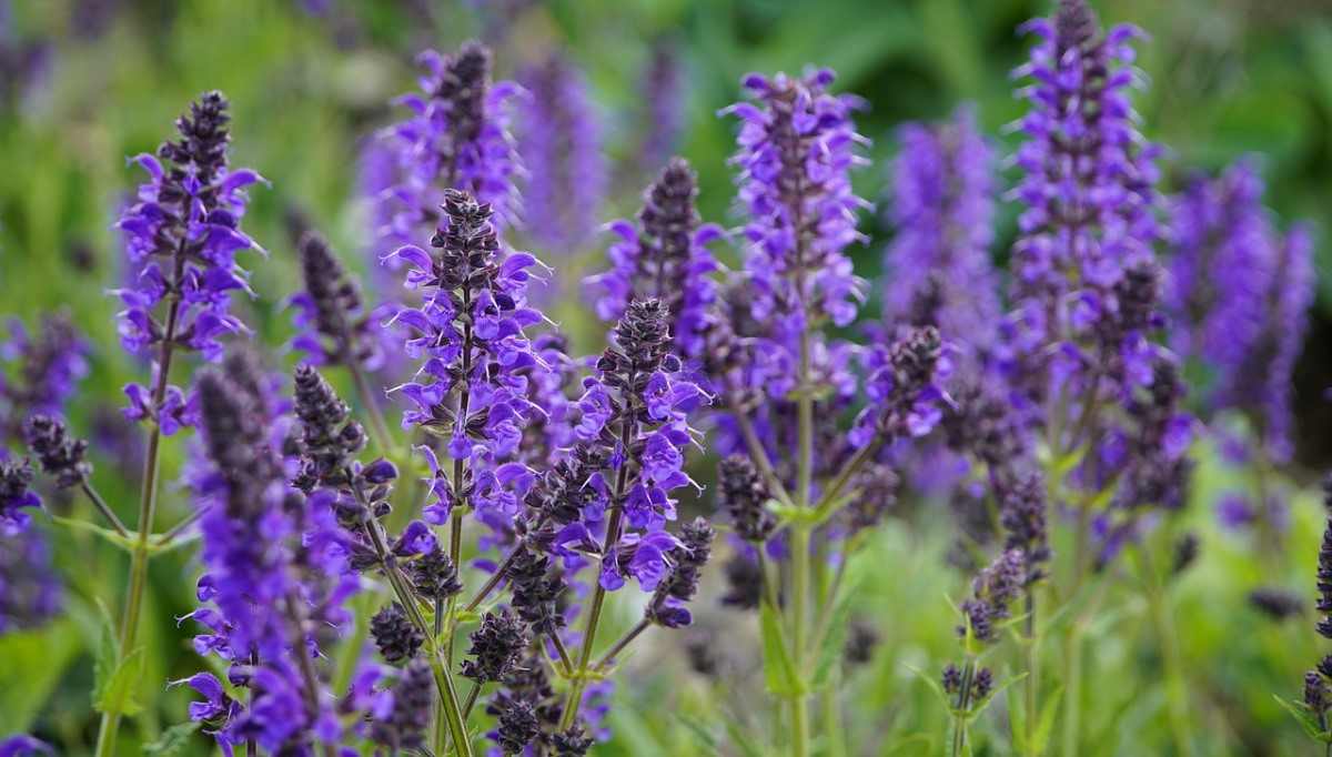 Guide for Planting and Growing Salvia