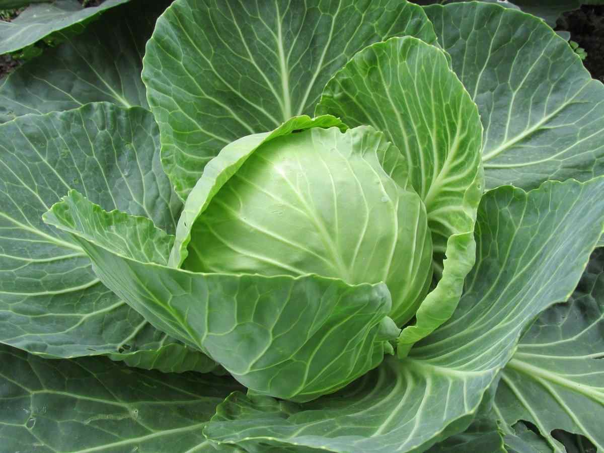 Cabbage FAQs