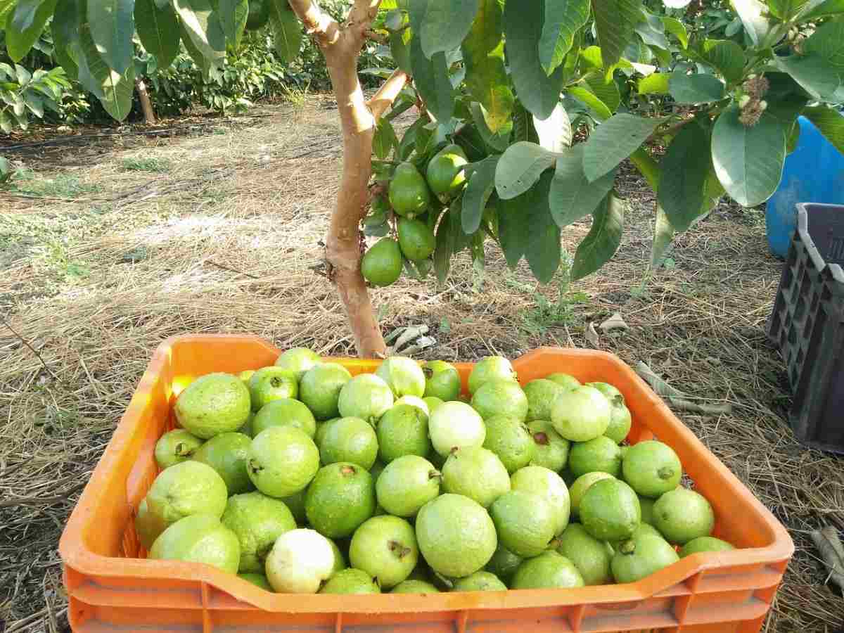 Guava Garden 
