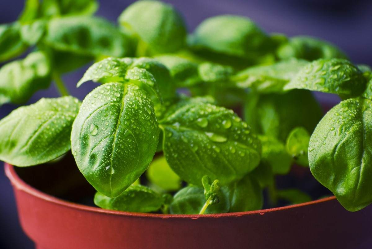 Growing Basil In a Container.