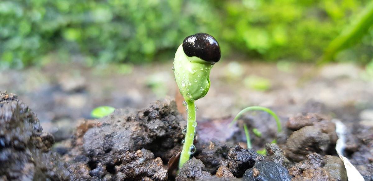 Tips for Seed Germination