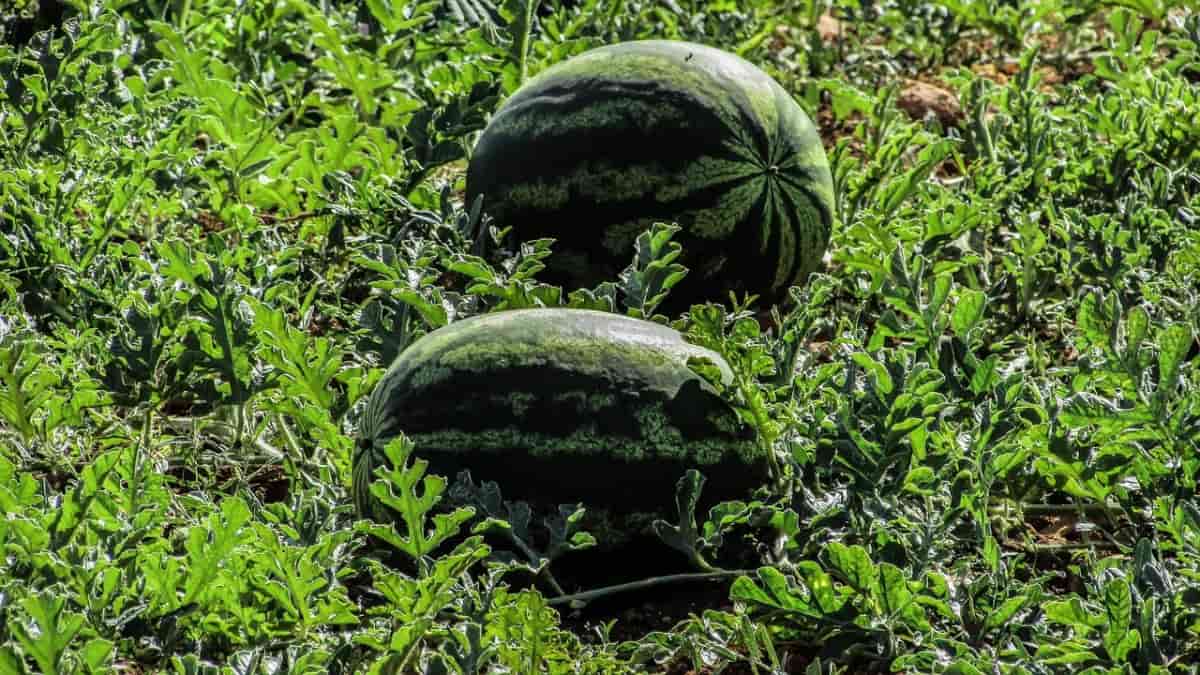 How To Increase Watermelon Fruit Size