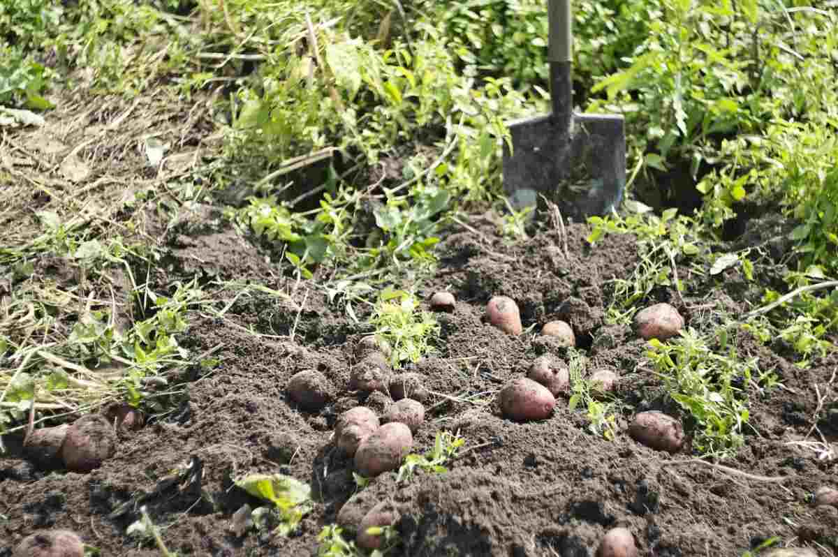 How to start backyard vegetable gardening
