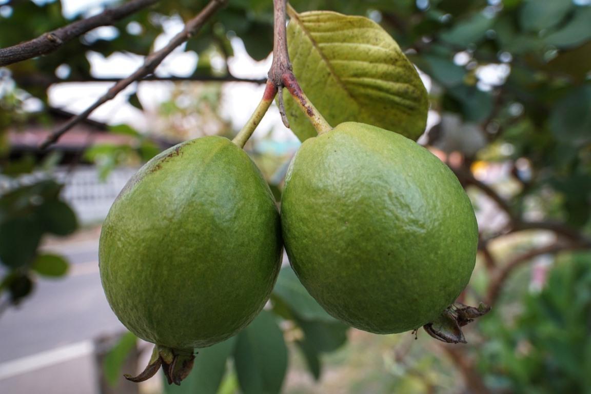 Growing Guava Tree